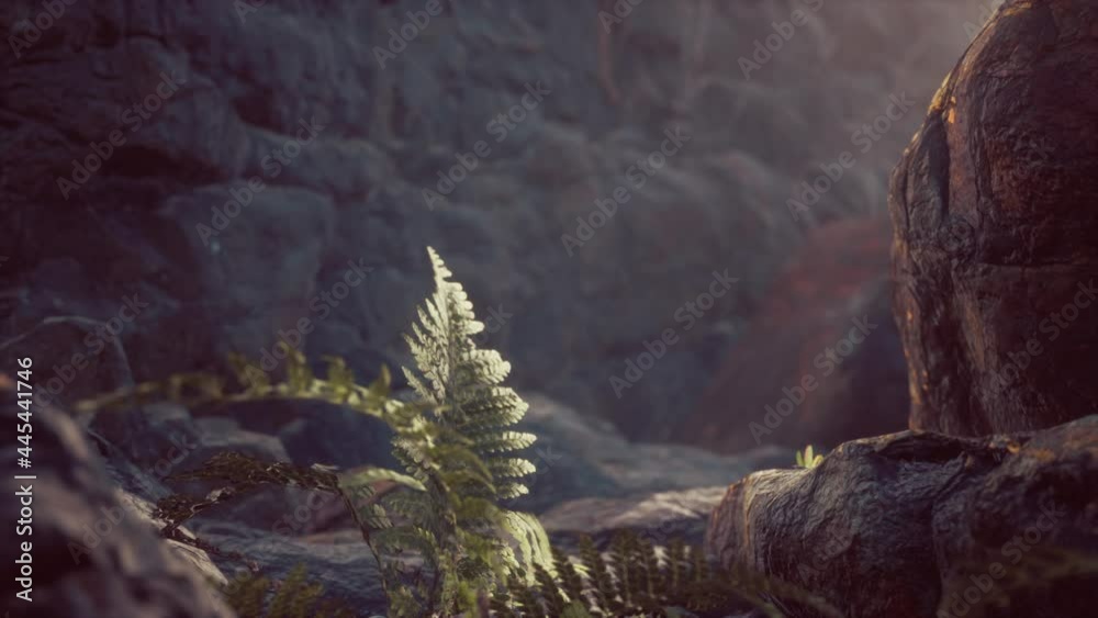 lava stone field with dead trees and plants