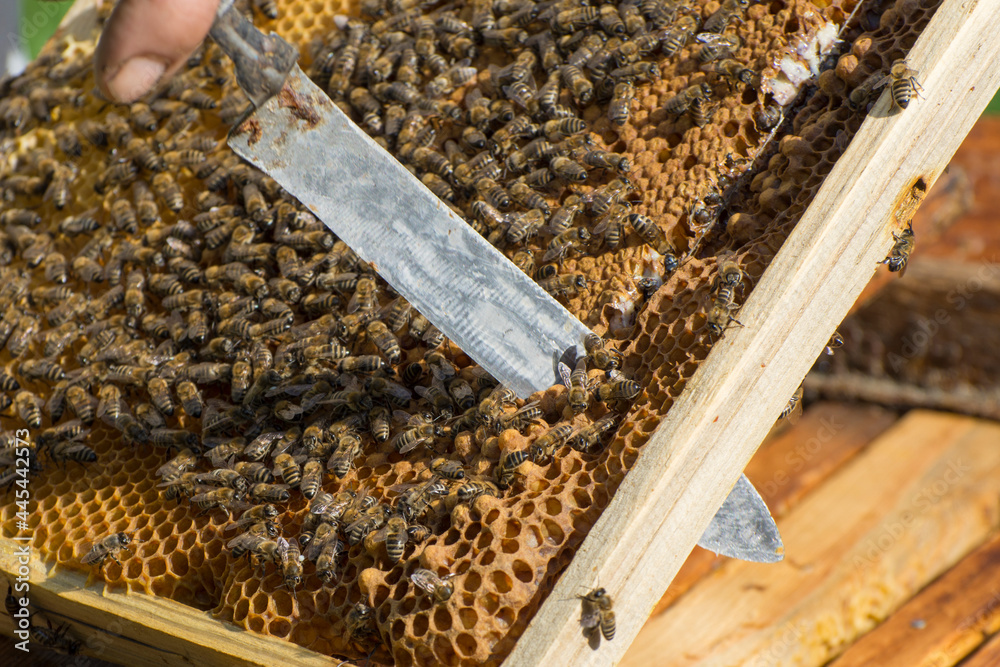 The beekeeper cuts out the cells with the bee larvae. Breeding honey bees in an apiary. Brood of bee drones in the hive. The beekeeper cuts out the cells with the bee larvae. Breeding honey bees in an apiary. Brood of bee drones in the hive.