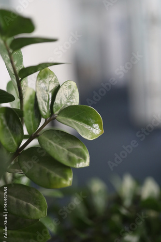 Closeup shot of green leaves of a carnosa wilbur hoya on a blurred background photo