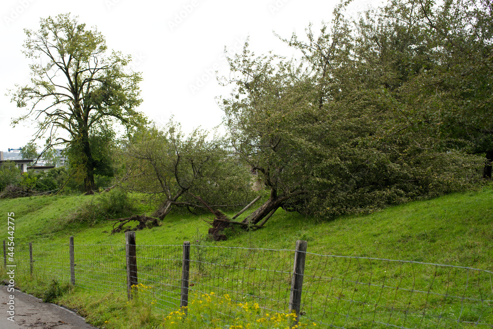 Fallen apple trees with roots in the air after heavy nightly summer thunderstorm at City of Zurich, Switzerland. Photo taken July 15th, 2021, Zurich, Switzerland.