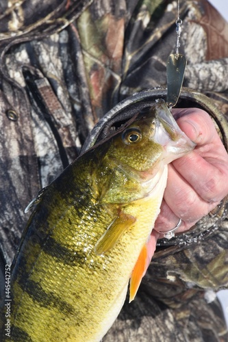 Cuadro en lienzo A sizable yellow perch caught while ice fishing