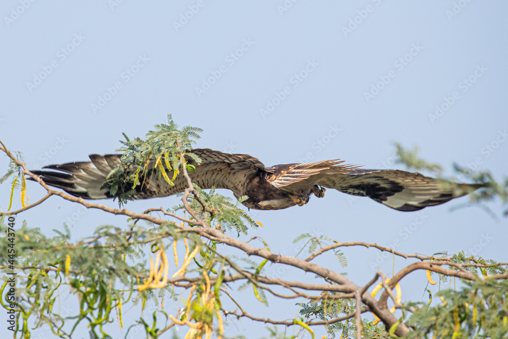 Long leg buzzard in full span Long leg buzzard in full span