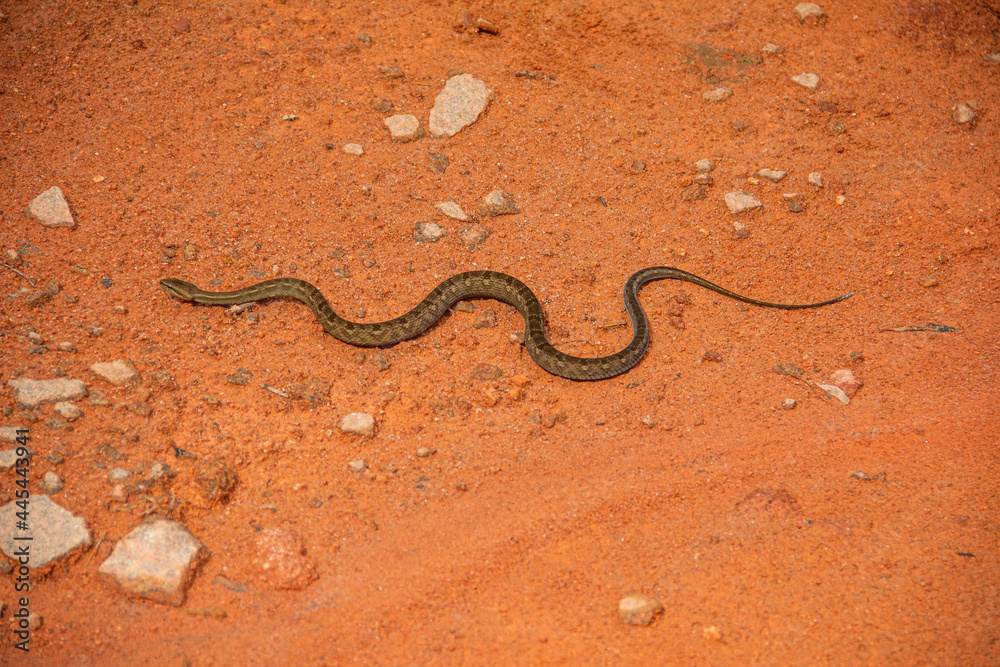 Cobra - Sucuri - Brasil Cobra - Sucuri - Brasil