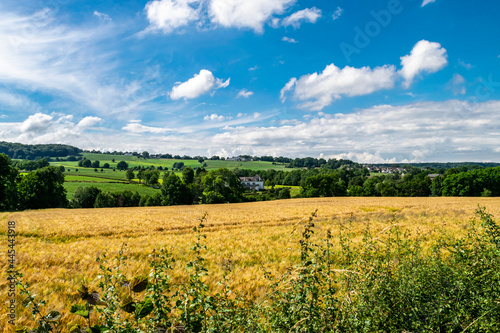 A panoramic hilly summer landscape with yellow wheat field and green hills against a blue sky with white clouds. Nature in the Netherlands Limburg. Beautiful autumn landscape with harvest. 
