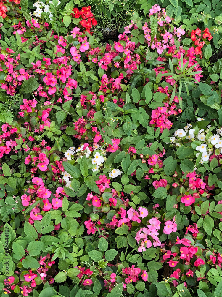 beautiful natural backround. bush pink flowers. summer concept