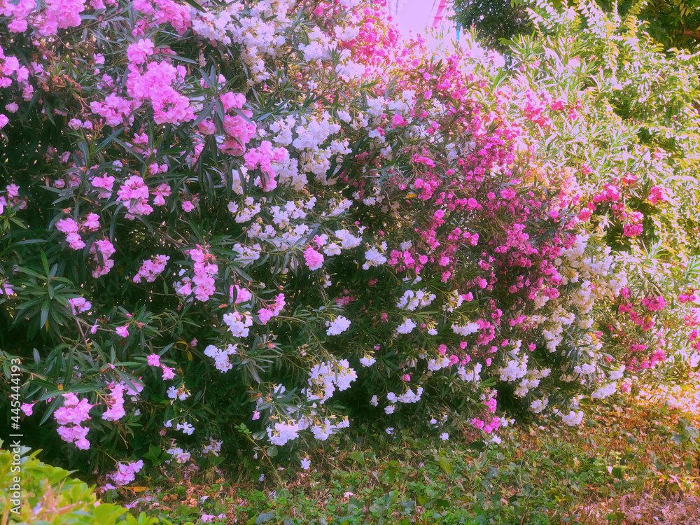 Obraz premium beautiful floral backround. bush pink flowers. summer concept