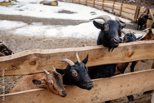 Flock in sheepfold, farm livestock pen of countryside in winter day, Brown woolly sheep and goats with lambs standing in the shelter and peek through wooden fence, animals are covered in thick wool