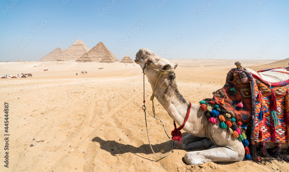 Fototapeta premium camel head against the background of the Cheops pyramid in Giza Egypt