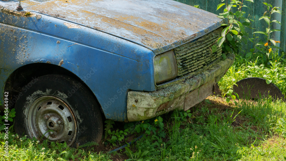 A young wild tree growing from an abandoned car.