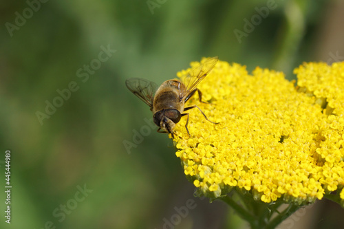 Common drone fly Eristalis tenax, family Syrphidae on yellow flowers of thousand-leaf, yarrow (Achillea filipendulina 'Cloth of gold'), family Asteraceae, compositae. Netherlands July © Thijs de Graaf