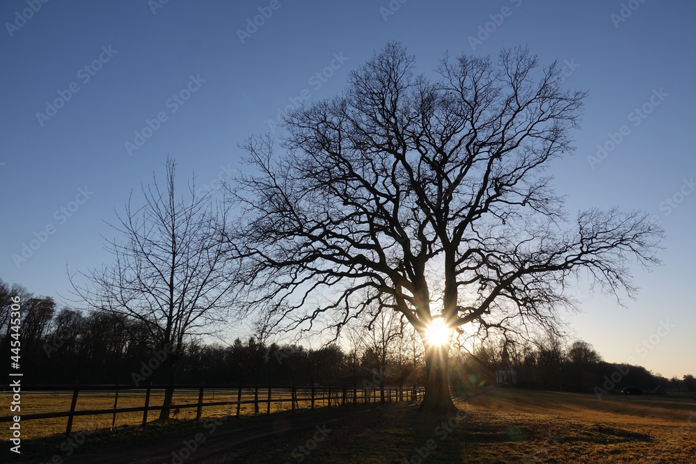 Fototapeta premium Eiche im Gegenlicht
