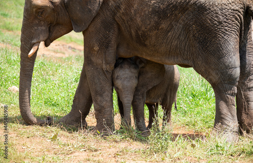 Baby elephant protected from the sun and more dangers under its mother elephant