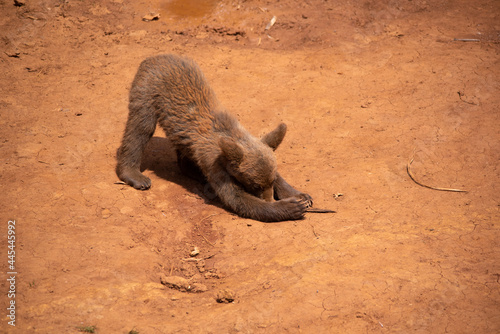 brown bear cub playing and walkin