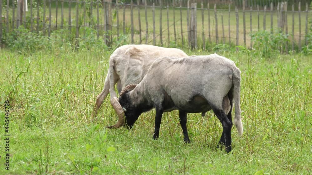 Grazing male (ram) big horn sheep in the Netherlands Grazing male (ram) big horn sheep in the Netherlands