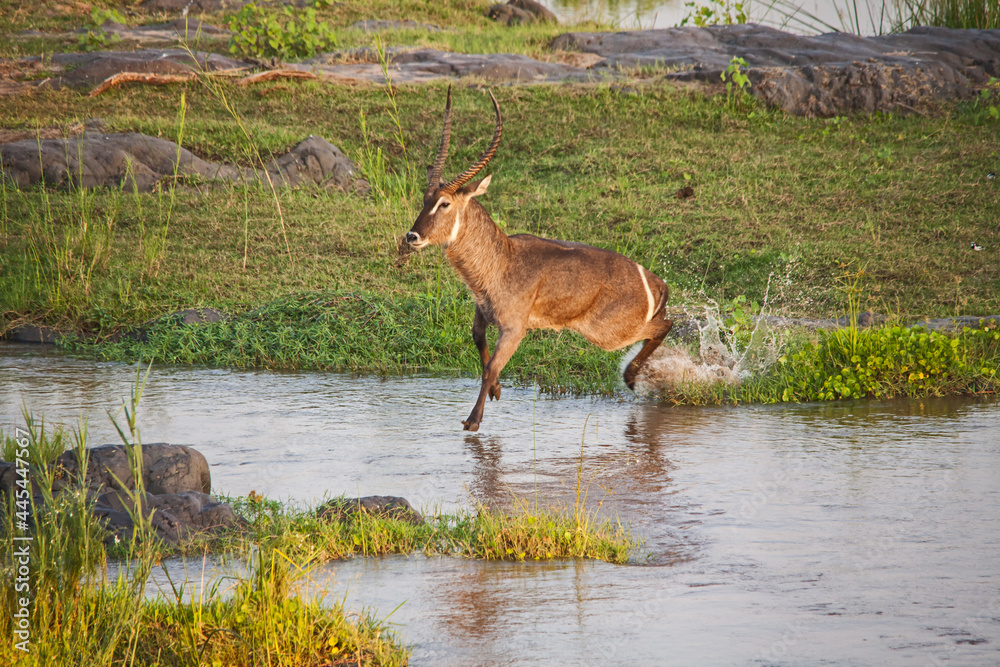 A series of photos depicting a male Waterbuck (Kobus, ellipsiprymnus) Crossing the Olifants River in Kruger National Park, South Africa. A series of photos depicting a male Waterbuck (Kobus, ellipsiprymnus) Crossing the Olifants River in Kruger National Park, South Africa.