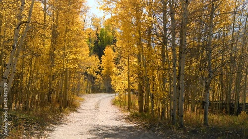Autumn Country Road - A backcountry road winding in a golden aspen grove at base of rugged Sneffels Range on a sunny Autumn day. Uncompahgre National Forest, Ridgway-Telluride, Colorado, USA. photo