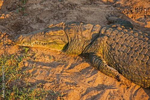 A Nile Crocodile  Crocodylus niloticus  basking in the sun on a riverbed in the Kruger National Park. South Africa.