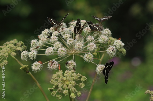 Araschnia levana, Map Butterfly. Angelica sylvestris, Wild Angelica, Woodland Angelica. Many black and brown butterflies are sitting on white flowers in a meadow on summer day. Butterflies on flower.