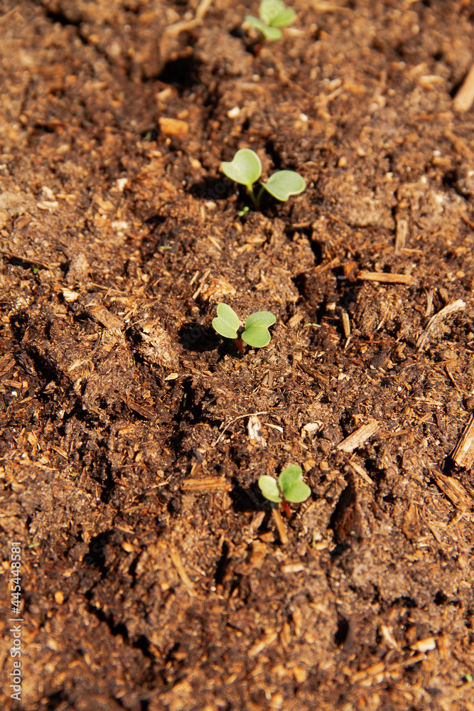 fresh green young shoots of the radish plant in the soil chernozem fresh green young shoots of the radish plant in the soil chernozem