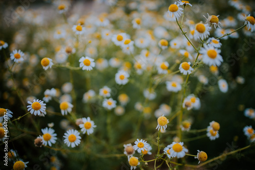 Photography Closeup of dainty little daisy flowers growing on a warm sunny day with a blurre