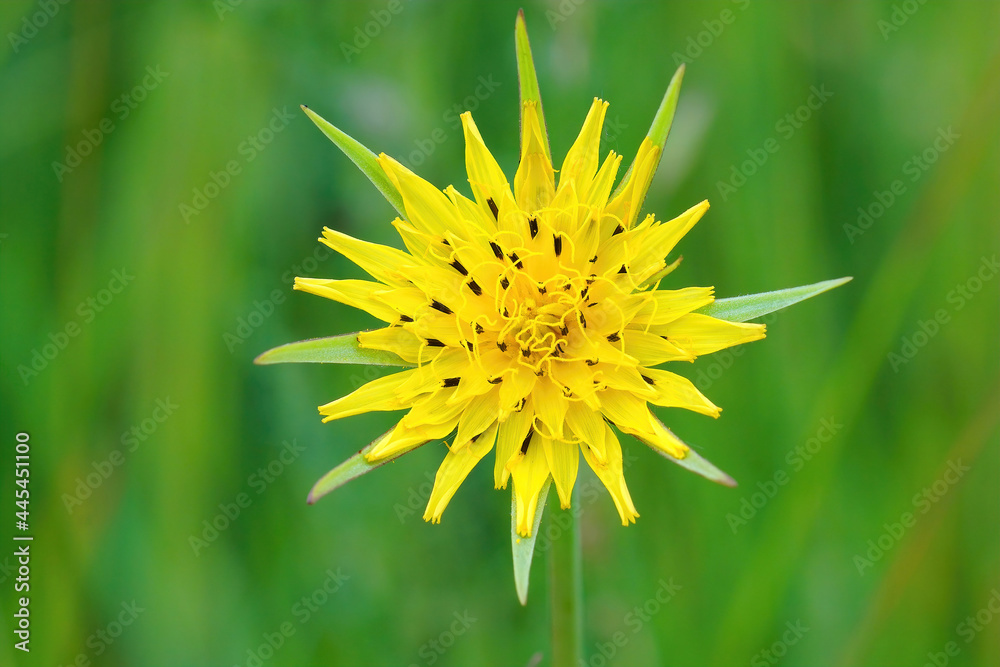 Ταπετσαρία Selective focus shot of a yellow goat's beard - Tragopogon pratensis flower