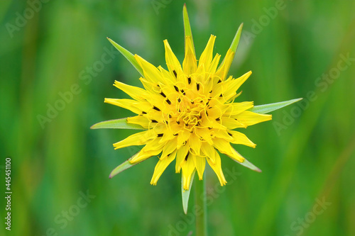 Obraz na plátně Selective focus shot of a yellow goat's beard - Tragopogon pratensis flower