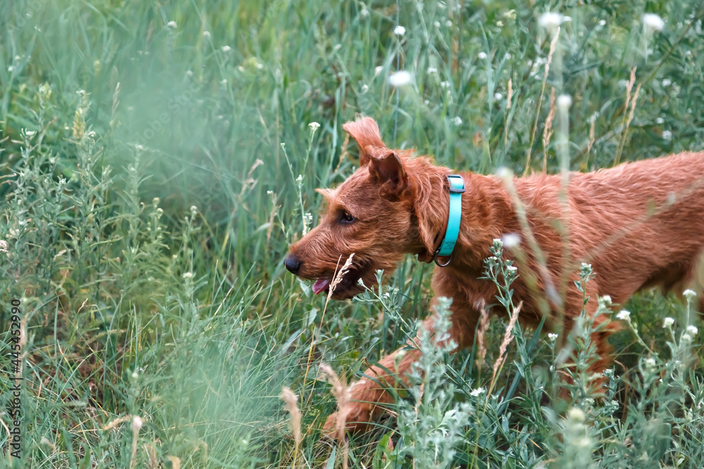 Young serious purposeful puppy purebred Irish Terrier redhead dog runs in the grass in summer outdoors in nature in tick season