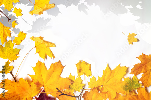 autumn yellow maple fall leaves and shadows background