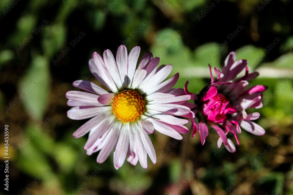 Fototapeta premium Gänseblümchen im Frühling