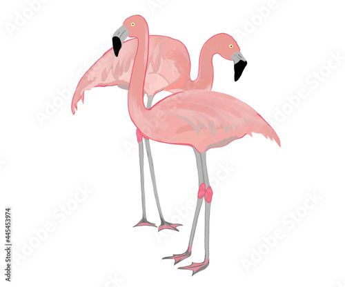 two pink flamigos on a white background photo