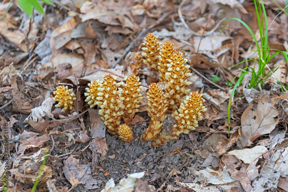 Fototapeta premium Broomrape Emerging from the Forest Floor