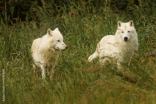 male Arctic wolf (Canis lupus arctos) two running through the tall grass
