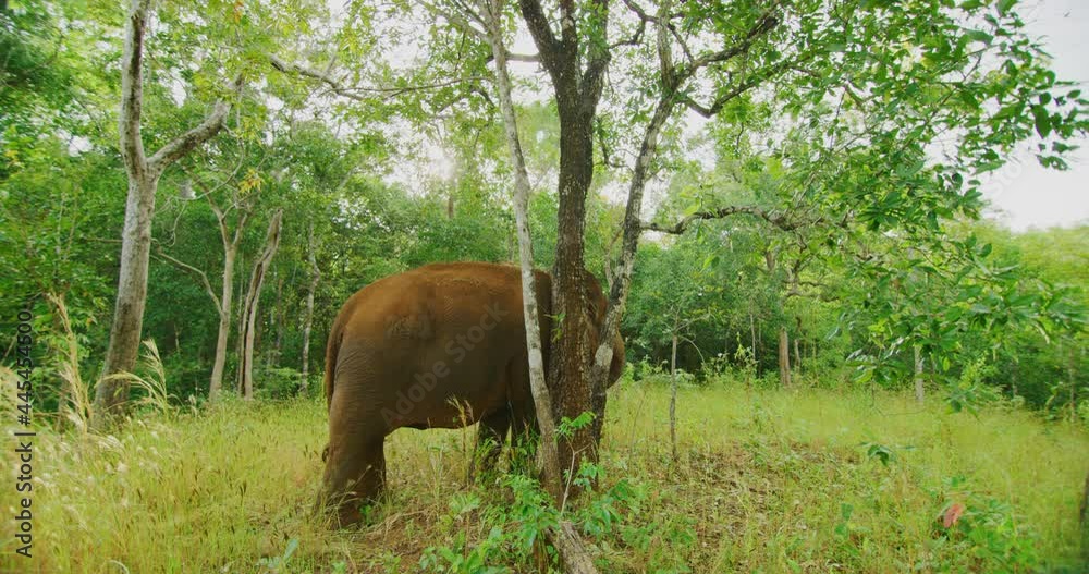 Female Elephant Scratching Her Side in The Jungles Of Mondulkiri, Cambodia Female Elephant Scratching Her Side in The Jungles Of Mondulkiri, Cambodia