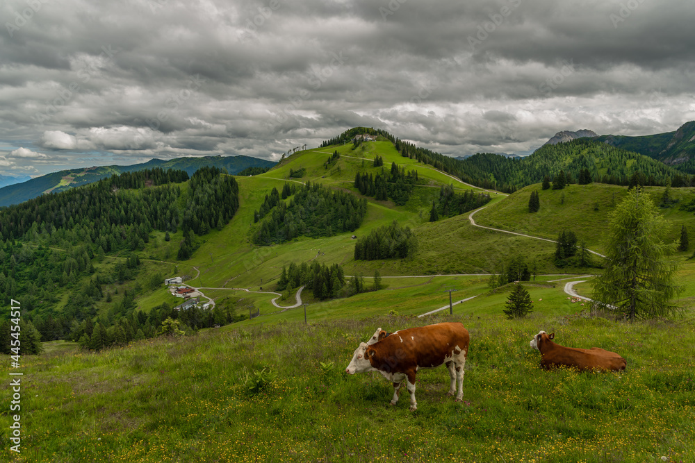 Red cow lying in big Austria mountains on green fresh meadow