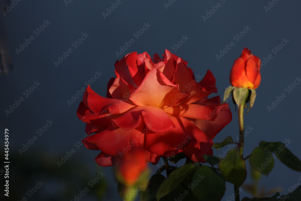 Orange-Rote Rose