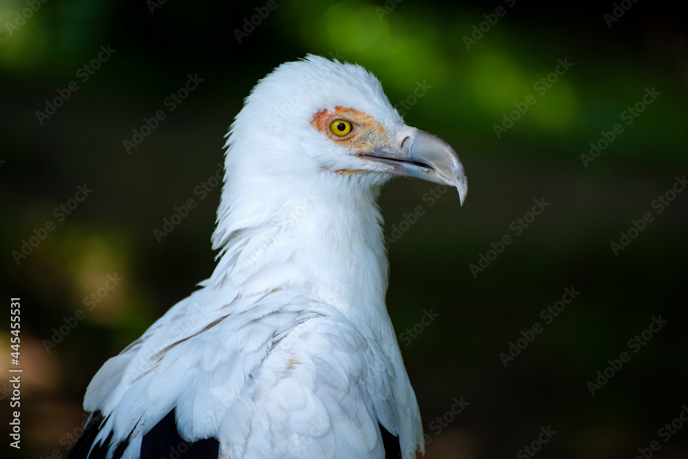 Stunning bird portrait in wild nature Stunning bird portrait in wild nature