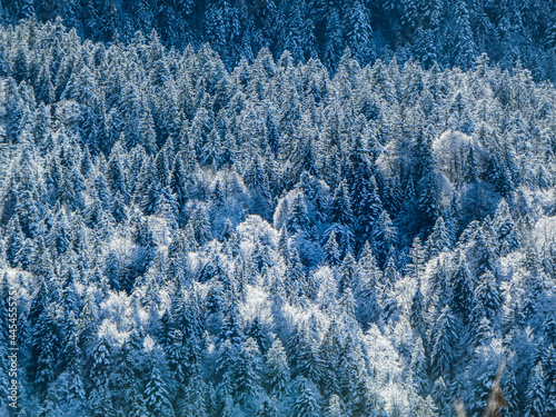 Winterwald in Norwegen