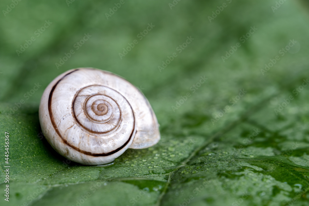 Snail on a green leaf covered with raindrops, close up