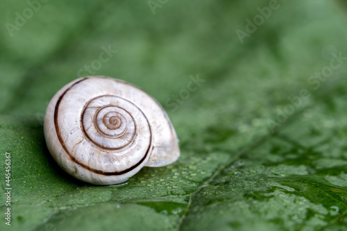 Snail on a green leaf covered with raindrops, close up