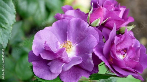 A beautiful purple rose close up in roses garden
