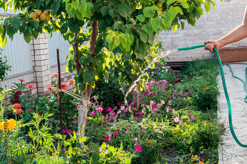 Fototapeta Naklejka Na Ścianę i Meble -  A senior gardener watering flowers and apricot tree in a garden bed for growth boost. Organic gardening, healthy food, nutrition and diet, self-supply and housework concept.
