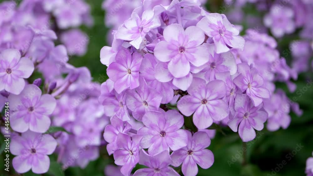 Phlox paniculata is a beautiful perennial plant in the garden in the summer. Phlox paniculata is a beautiful perennial plant in the garden in the summer.