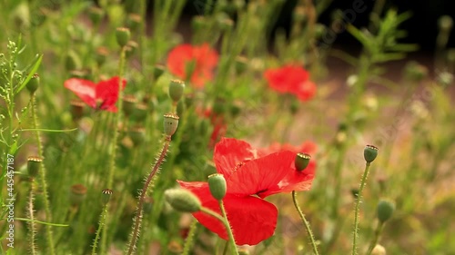 Red Poppy (papaver) on field in summer time. Bumblebee on red poppy flower