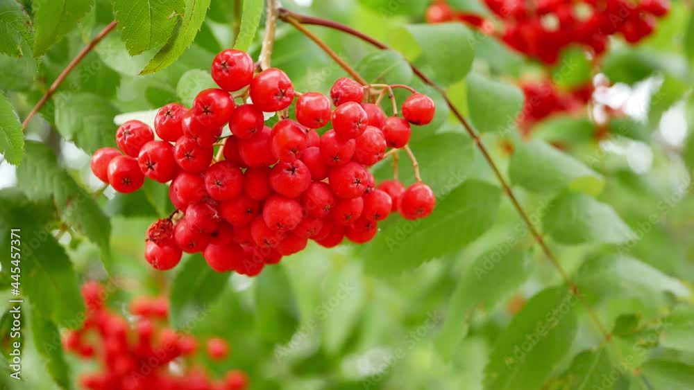 Sorbus aucuparia red berries in autumn time Sorbus aucuparia red berries in autumn time