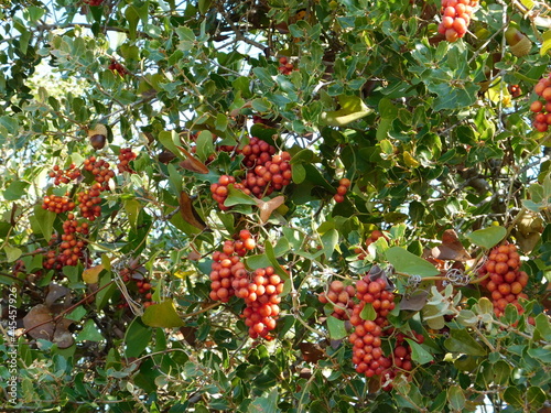 Common or Mediterranean, or Smilax aspera, wild shrub, with red berries, in autumn, in Attica, Greece photo