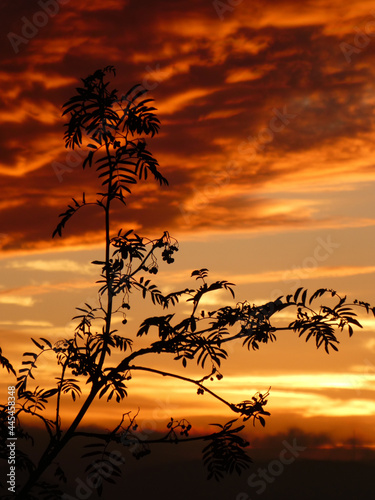 Bl  tter vor bestrahlten Wolken