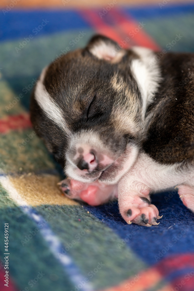 A two week old puppy