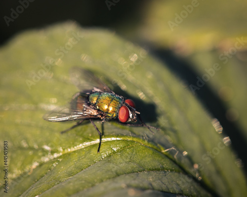 fly on leaf photo