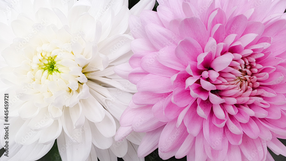 Obraz premium Beautiful pink flowers close up