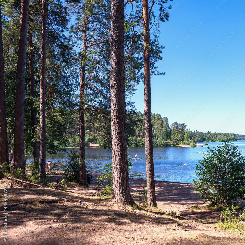 look through the pine trees at a forest lake with people resting. Big Semaginskoe Lake. Republic of Karelia. Northern nature.